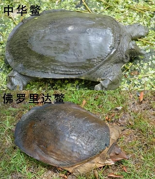 佛罗里达鳖在我国多省出现,黄河或已"失守"?会泛滥成灾吗?