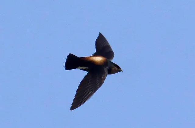 世界上飞行最快的小鸟,速度平时为170kmh,尖尾雨燕有什么特别?