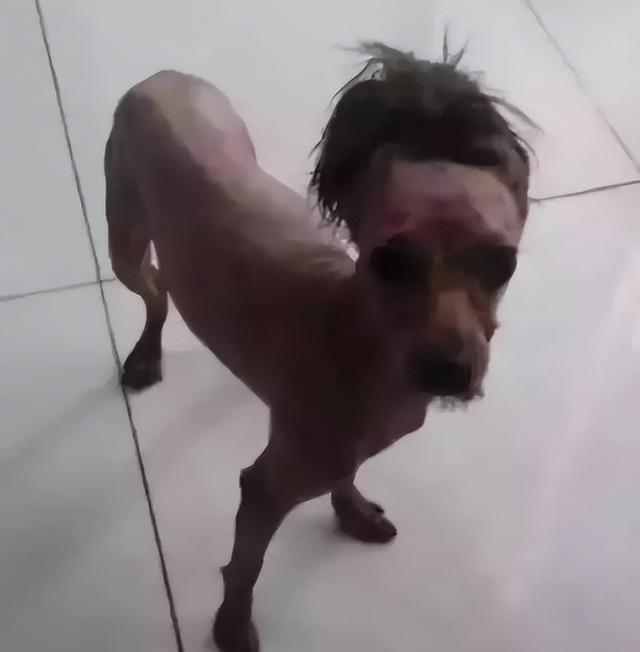 农村中传说的"扒狗子",到底是什么动物,为何如今消失不见?