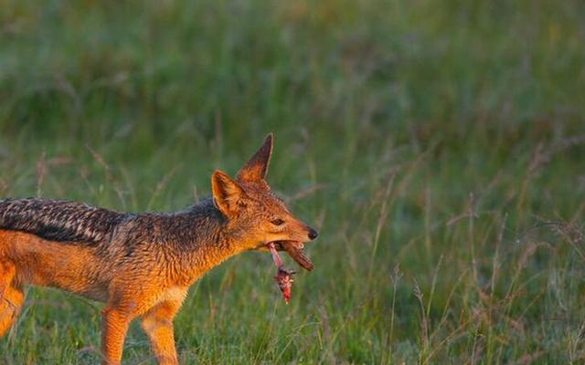 农村中传说的"扒狗子",到底是什么动物,为何如今消失不见?
