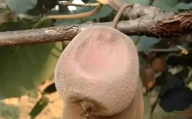 猕猴桃软腐病多发时段及防治方法揭秘