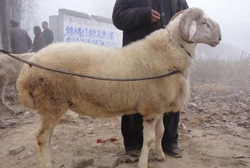 形成历史较早,种类甚多尾重一二十斤,阿勒泰大尾羊有多胖?