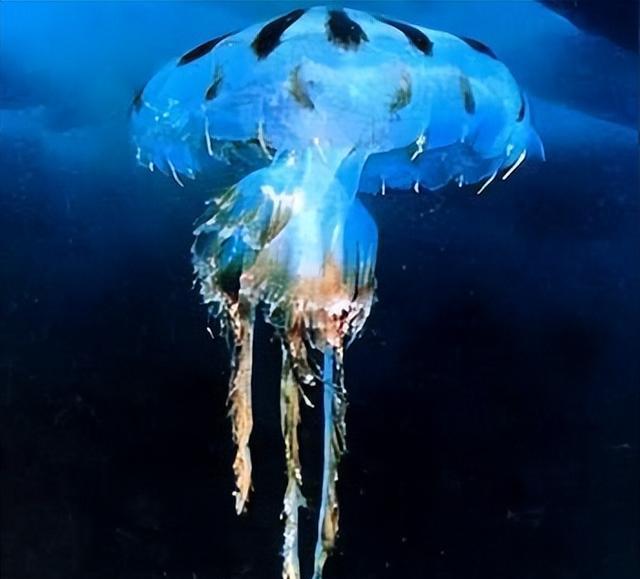 外形漂亮透明无瑕,分布西太平洋温海海域,花笠水母到底有神奇?