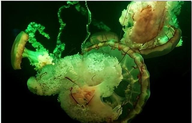 外形漂亮透明无瑕,分布西太平洋温海海域,花笠水母到底有神奇?