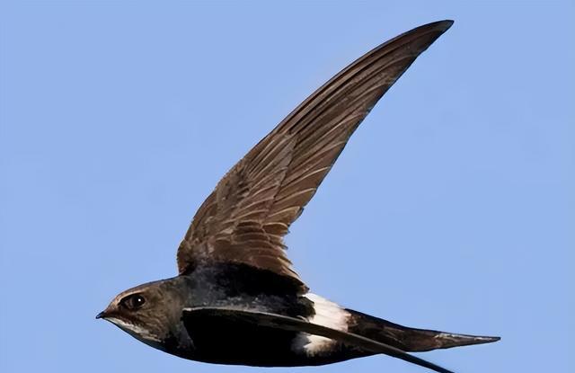 世界上飞行最快的小鸟,速度平时为170kmh,尖尾雨燕有什么特别?