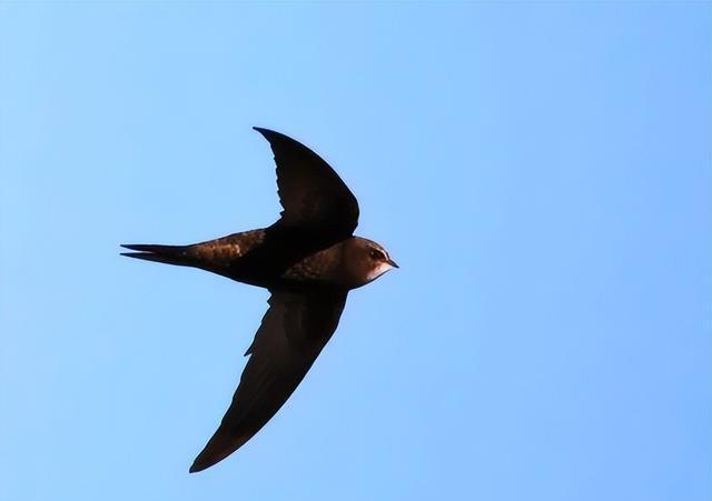 世界上飞行最快的小鸟,速度平时为170kmh,尖尾雨燕有什么特别?