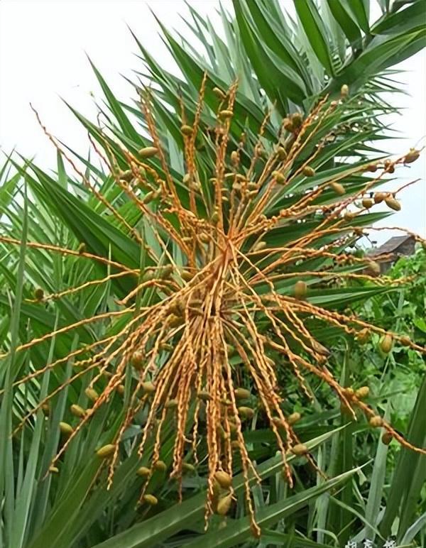 50年前曾红极一时,还被当糖吃的"伊拉克蜜枣",如今为何消失?