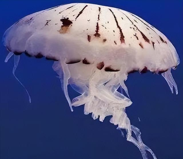 外形漂亮透明无瑕,分布西太平洋温海海域,花笠水母到底有神奇?