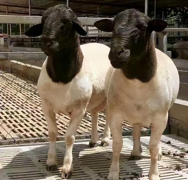 原产于英国,体重较大的肉毛兼用绵羊品种,萨福克羊分布有多广?