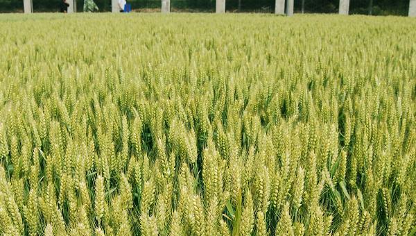马兰一号小麦种介绍,亩产量约707公斤