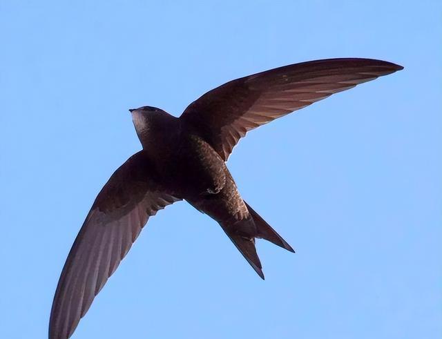 世界上飞行最快的小鸟,速度平时为170kmh,尖尾雨燕有什么特别?