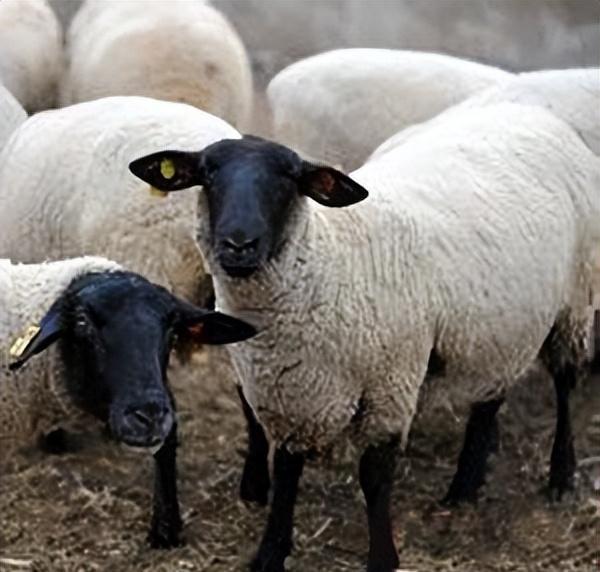 原产于英国,体重较大的肉毛兼用绵羊品种,萨福克羊分布有多广?