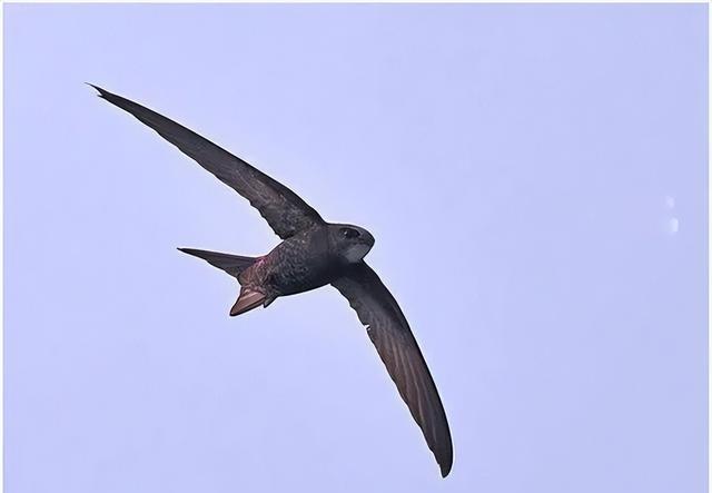 世界上飞行最快的小鸟,速度平时为170kmh,尖尾雨燕有什么特别?