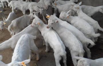 原产瑞士泊尔尼州地区,著名的奶山羊品种,萨能山羊分布有多广?