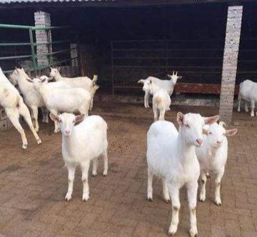 原产瑞士泊尔尼州地区,著名的奶山羊品种,萨能山羊分布有多广?