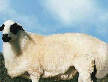 形成历史较早,种类甚多尾重一二十斤,阿勒泰大尾羊有多胖?
