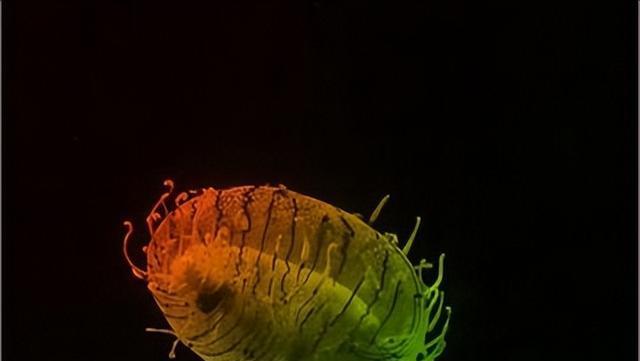 外形漂亮透明无瑕,分布西太平洋温海海域,花笠水母到底有神奇?