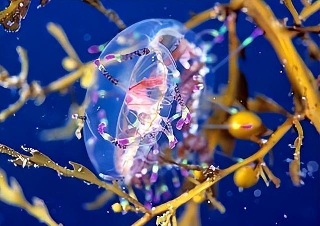 外形漂亮透明无瑕,分布西太平洋温海海域,花笠水母到底有神奇?