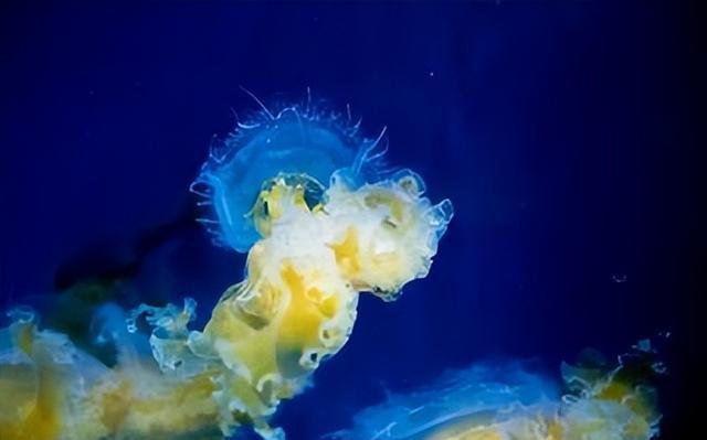 外形漂亮透明无瑕,分布西太平洋温海海域,花笠水母到底有神奇?