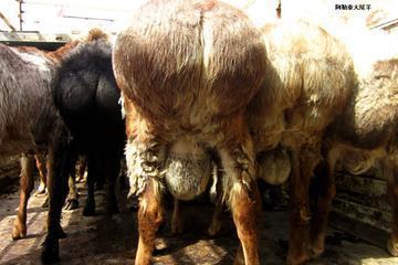 形成历史较早,种类甚多尾重一二十斤,阿勒泰大尾羊有多胖?