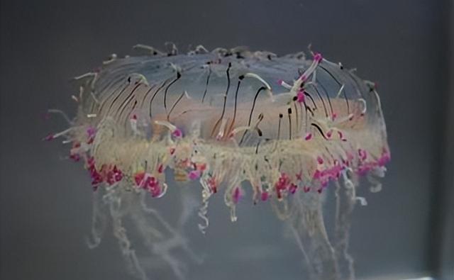 外形漂亮透明无瑕,分布西太平洋温海海域,花笠水母到底有神奇?
