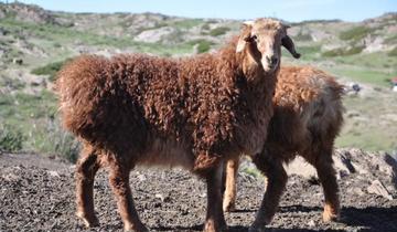 形成历史较早,种类甚多尾重一二十斤,阿勒泰大尾羊有多胖?
