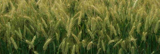 马兰一号小麦种介绍,亩产量约707公斤