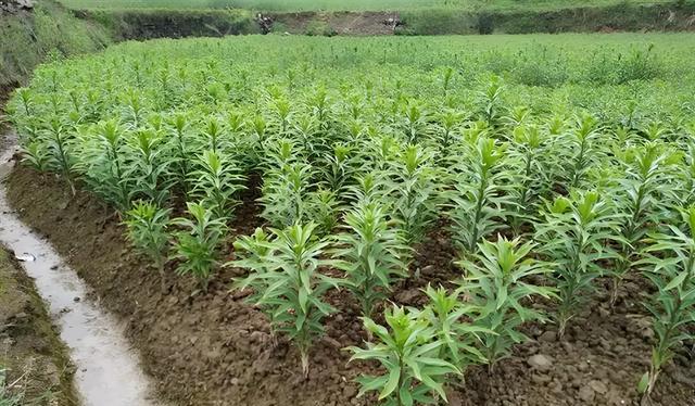 食用百合的种植方法及详细步骤解析