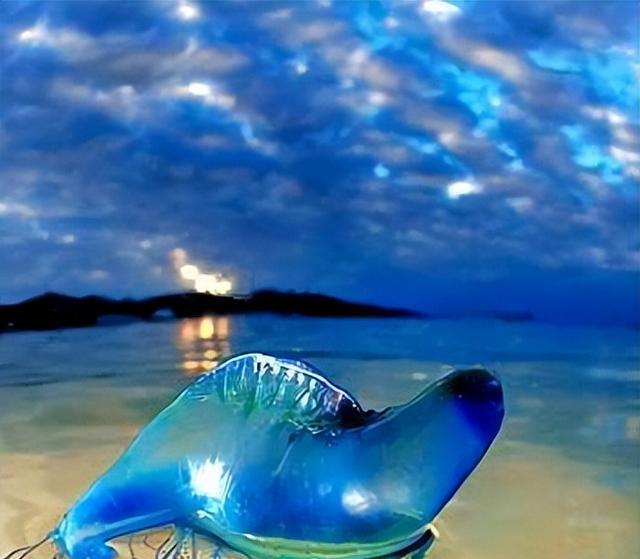 外形漂亮透明无瑕,分布西太平洋温海海域,花笠水母到底有神奇?