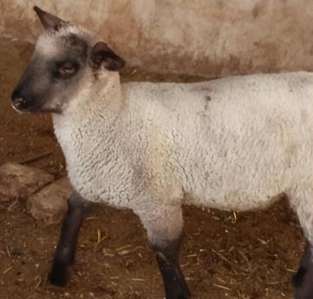 原产于英国,体重较大的肉毛兼用绵羊品种,萨福克羊分布有多广?