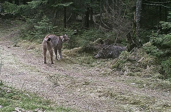 回顾:猫科,犬科与鼬科动物之间的较量,渔貂杀猞猁,猞猁杀狼