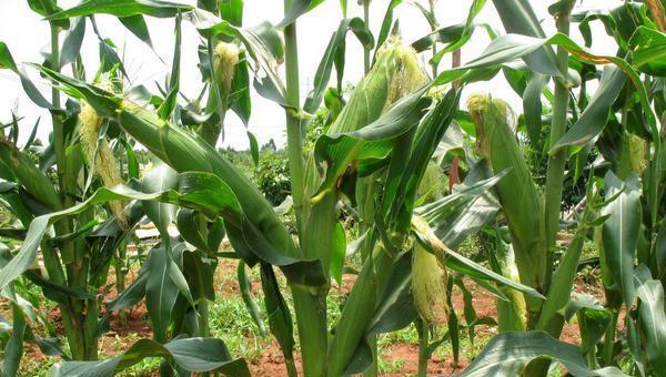 梅亚8099玉米种子的特点与病害防治建议