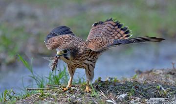 是一种大型猛禽,是肉食性的鸟类,红隼出现在哪里?
