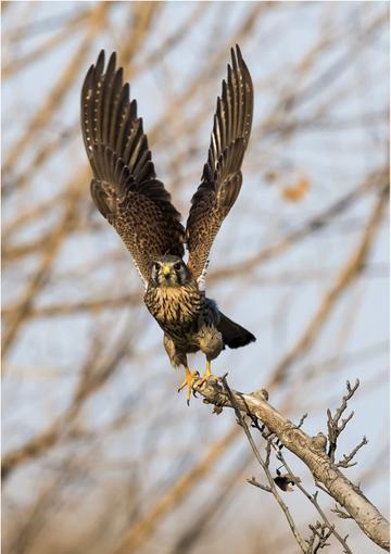 是一种大型猛禽,是肉食性的鸟类,红隼出现在哪里?