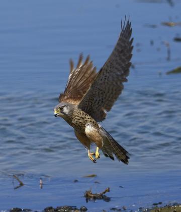 是一种大型猛禽,是肉食性的鸟类,红隼出现在哪里?