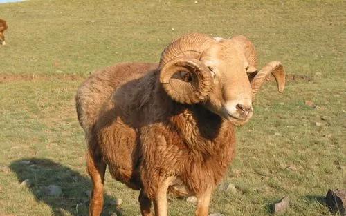 新疆塔城地区的一个良种,肉质细嫩鲜美,巴什拜羊有什么特别?