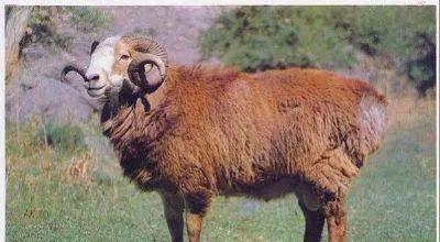 新疆塔城地区的一个良种,肉质细嫩鲜美,巴什拜羊有什么特别?