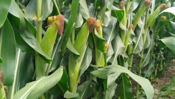 梅亚8099玉米种子的特点与病害防治建议