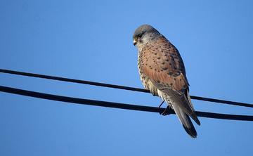 是一种大型猛禽,是肉食性的鸟类,红隼出现在哪里?