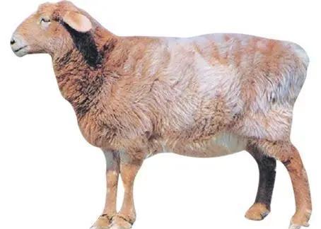 新疆塔城地区的一个良种,肉质细嫩鲜美,巴什拜羊有什么特别?