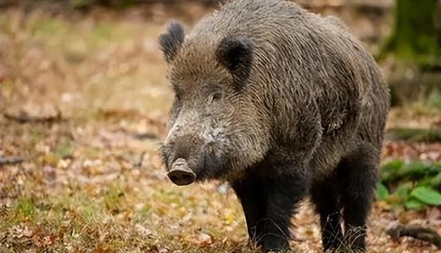 日本野外现"驴头狼"?全身体黑灰长脸无毛,专家:可千万别碰