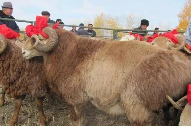 新疆塔城地区的一个良种,肉质细嫩鲜美,巴什拜羊有什么特别?