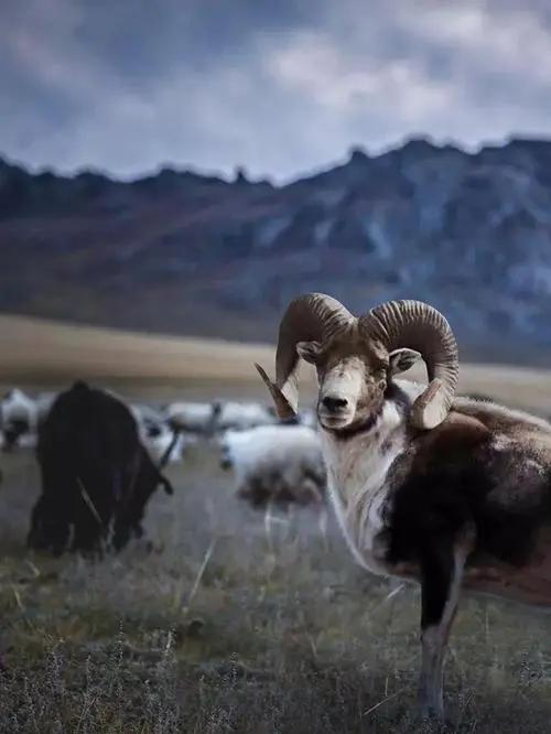 新疆塔城地区的一个良种,肉质细嫩鲜美,巴什拜羊有什么特别?
