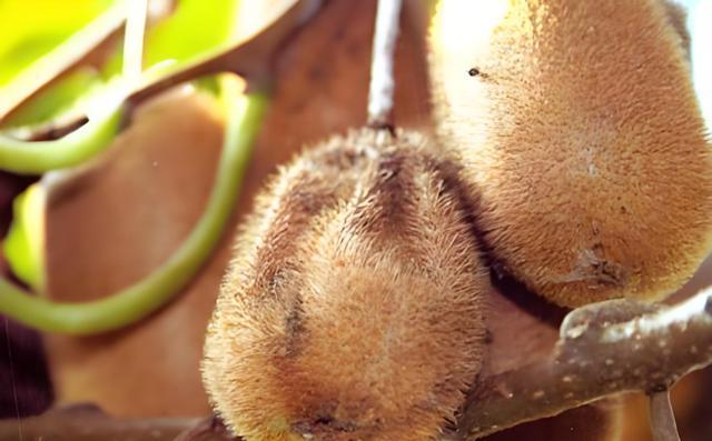 猕猴桃软腐病何时发生?有效防治方法有哪些?