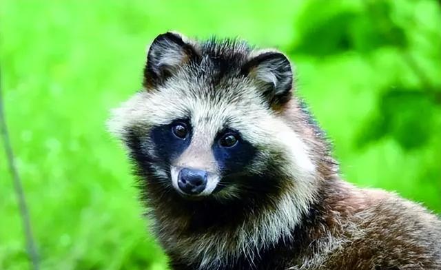 日本野外现"驴头狼"?全身体黑灰长脸无毛,专家:可千万别碰