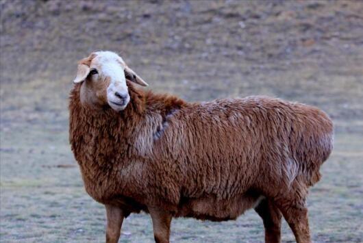 新疆塔城地区的一个良种,肉质细嫩鲜美,巴什拜羊有什么特别?
