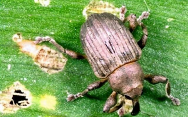 水葫芦弱点太好笑!在我国"泛滥成灾",人们只用一招将其困住!