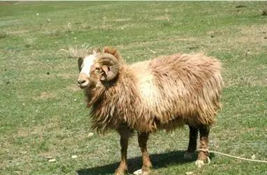 新疆塔城地区的一个良种,肉质细嫩鲜美,巴什拜羊有什么特别?