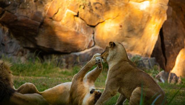 濮阳动物园游玩全攻略:满载回忆与欢笑,度过这美好的一天