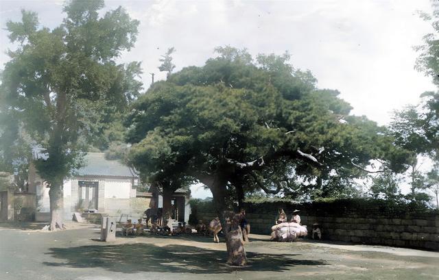 1906年,一对德国年轻夫妻,骑着毛驴拍的"老青岛"照片